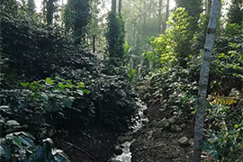 Stream passing during winters