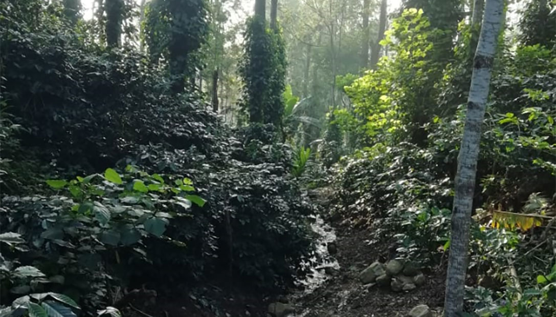 Stream passing during winters