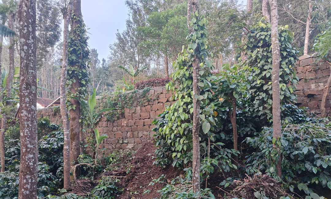 Tipperary Sunset Cabin - Coffee & Pepper Plantation