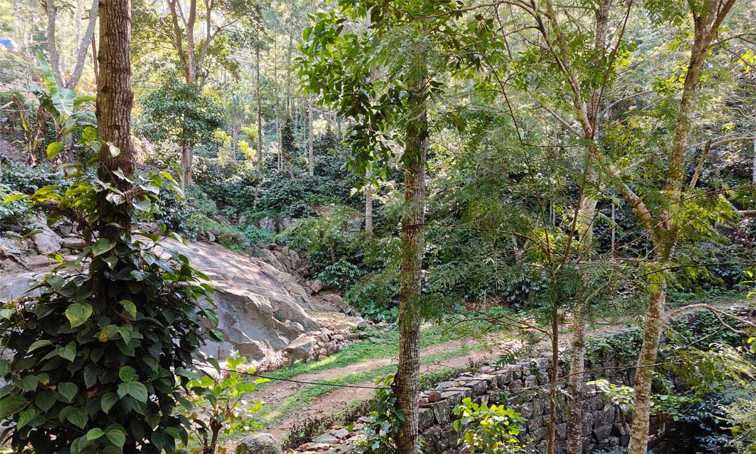 Tipperary Treehouse - Plantation View