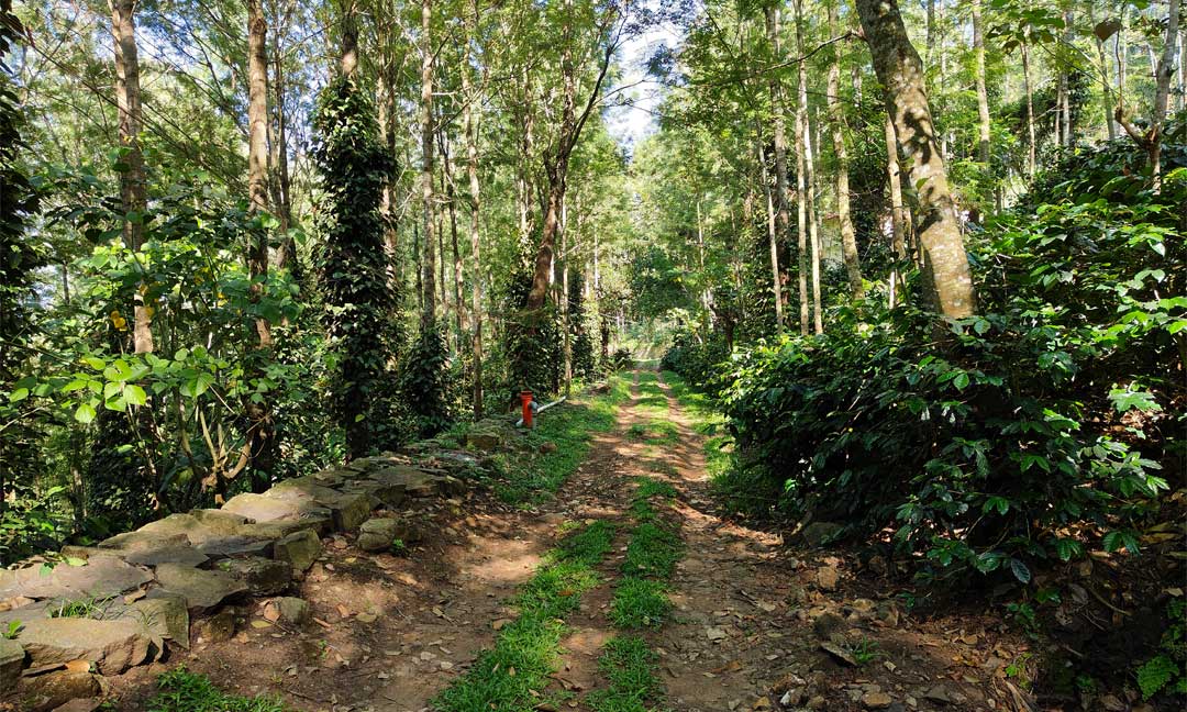 Tipperary Treehouse - Plantation View