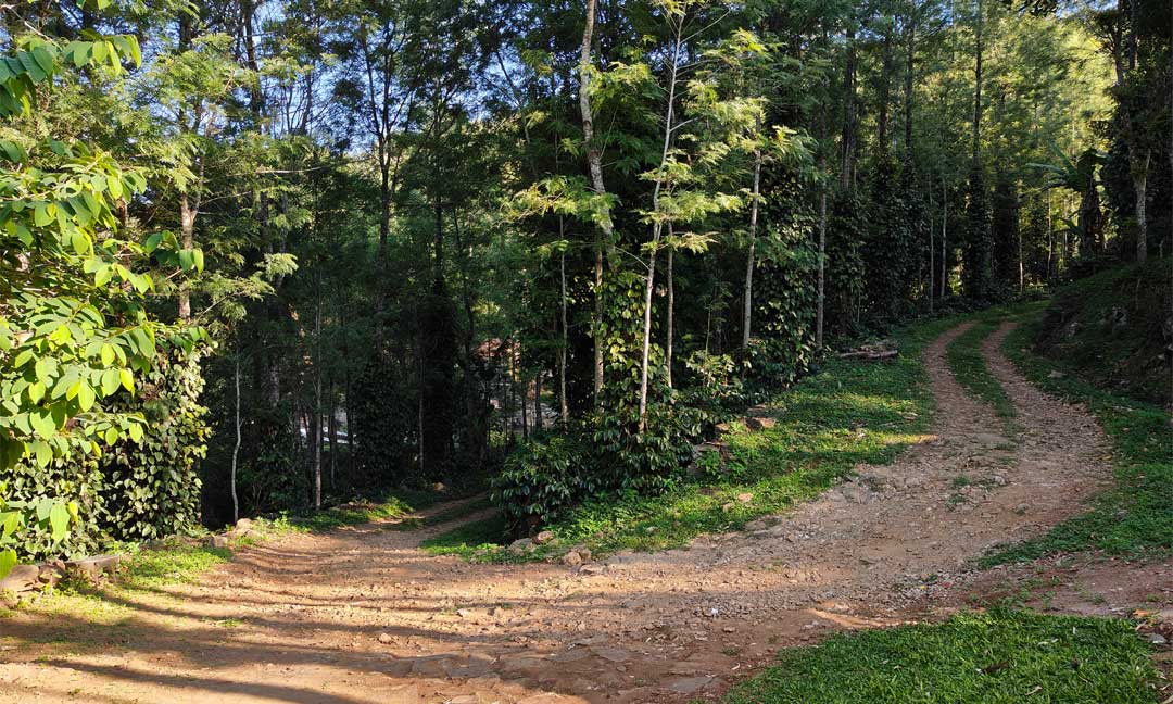 Tipperary Woodside Cabin - View From the Property