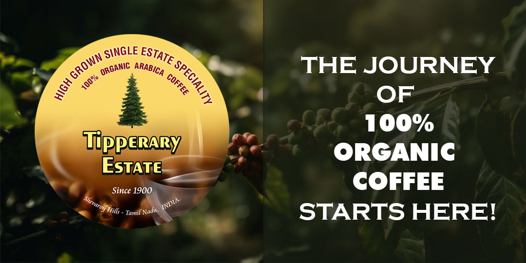 Tipperary Colonial Bungalow - Exterior View