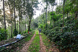 Plantation